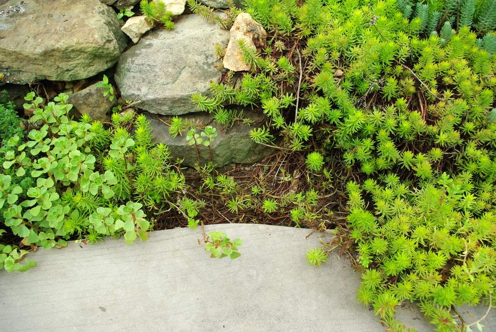 It's Not Work, It's Gardening! Filling flagstone patio cracks